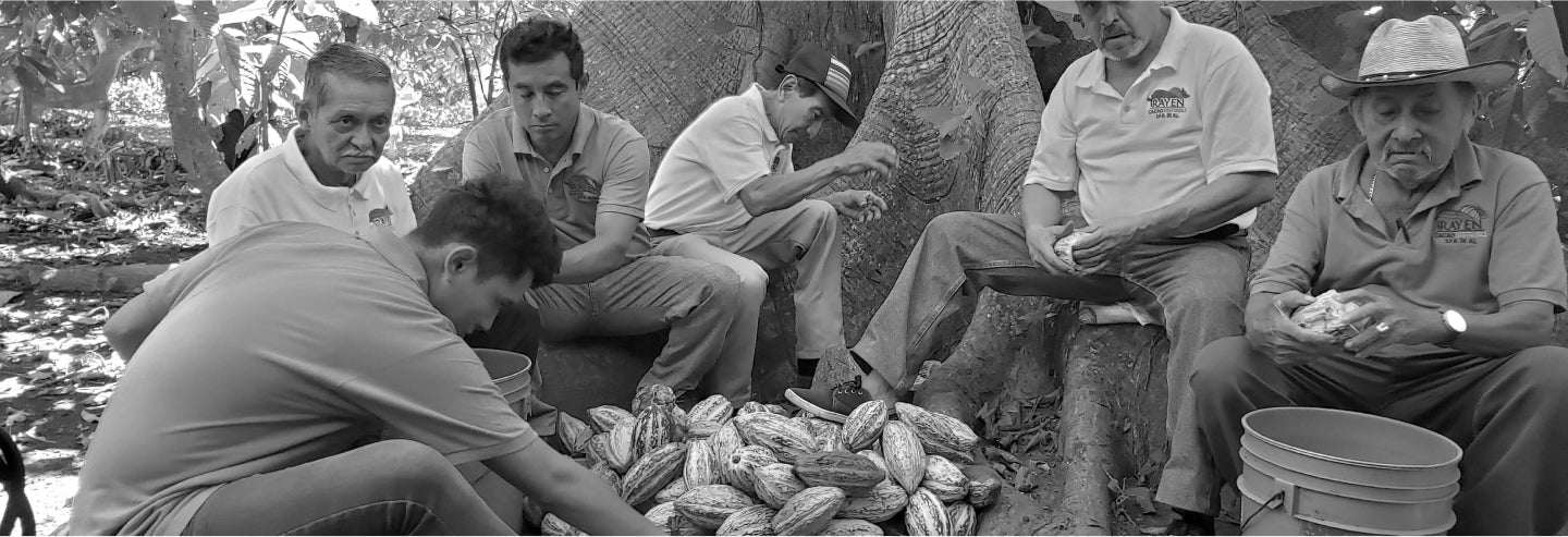 Cuna de piedra - personas trabajando con el cacao desde su origen